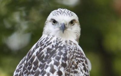 A Hawk Offers the Call to Service