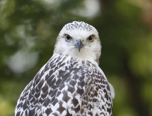 A Hawk Offers the Call to Service