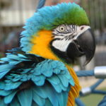 Harley, My Macaw Mirror, Part 1 of 3