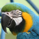 Harley Finds a Macaw to Love, Part 3 of 3