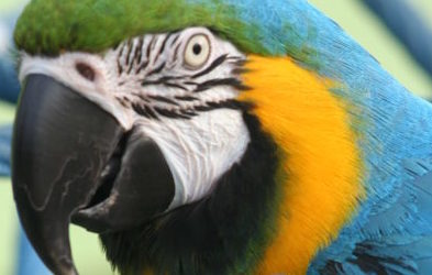 Harley Finds a Macaw to Love, Part 3 of 3