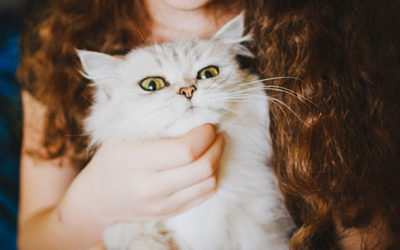 A Spiritual Master Helps a Veterinarian