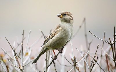 A Sparrow Does Its Best