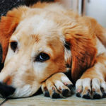 A Dog Brings Love to Strangers