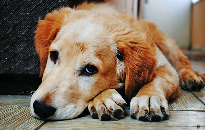 A Dog Brings Love to Strangers