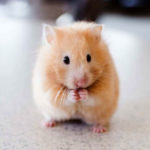 The Hamster Who Taught Me Compassion
