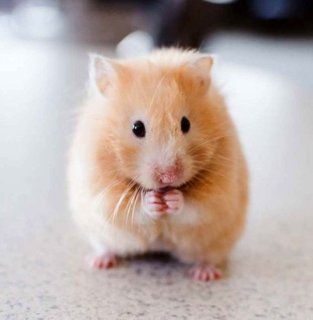 The Hamster Who Taught Me Compassion