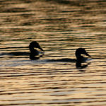 Bird-Watching as a Spiritual  Experience