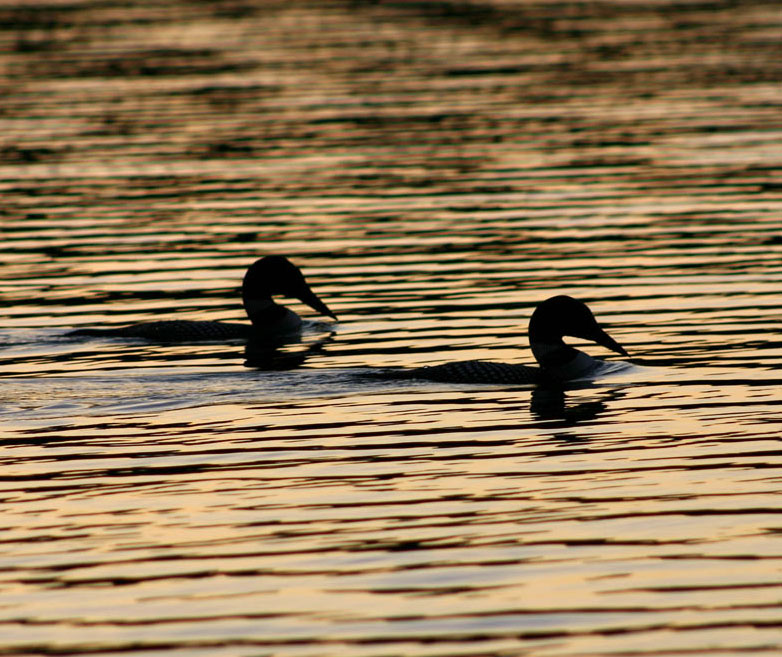 Bird-Watching as a Spiritual  Experience