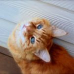 Feral-Cat Creativity