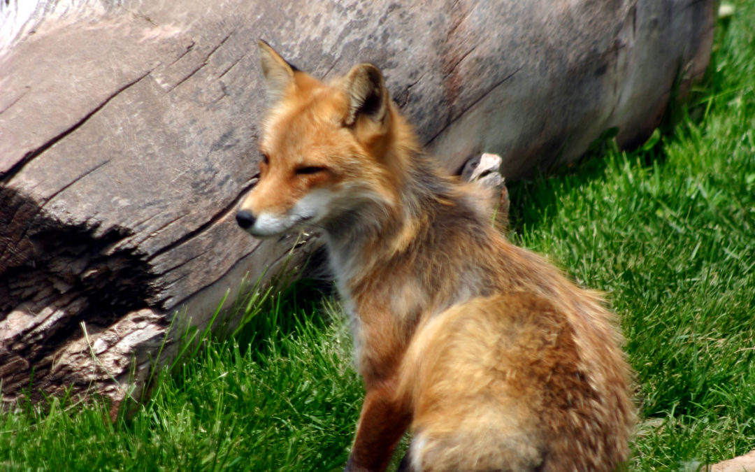 A Red Fox and His New Life