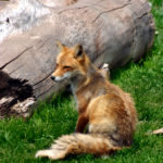 A Red Fox and His New Life