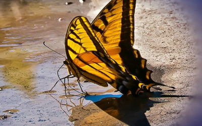 Can a Butterfly Teach Love?