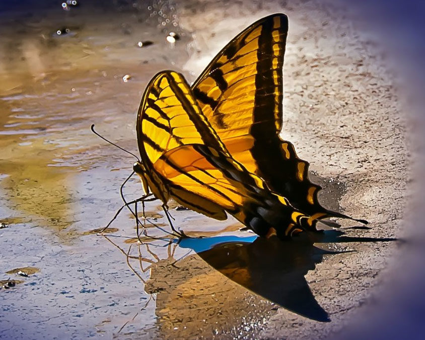 Can a Butterfly Teach Love?