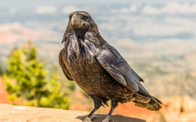 A Grateful Crow