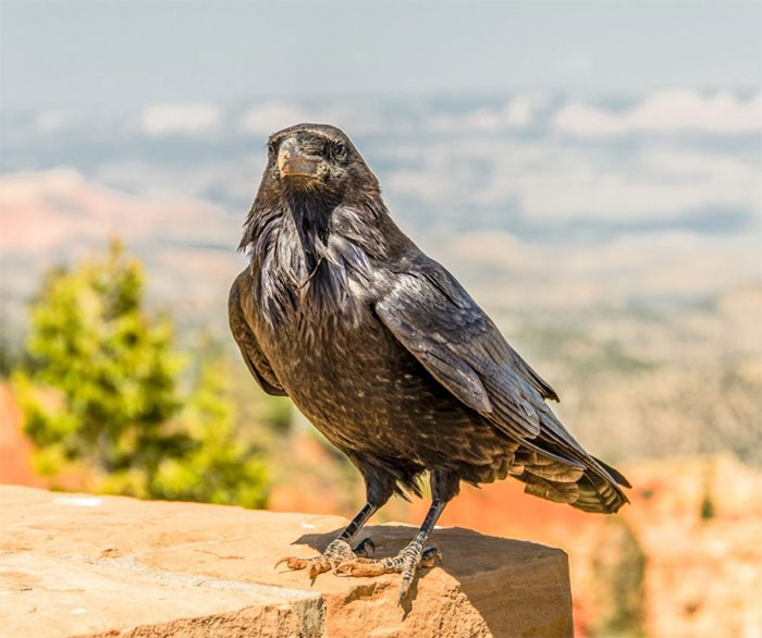 A Grateful Crow