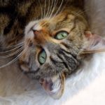 A Cat to the Rescue