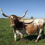 Texas Longhorn Saves a Little Bull