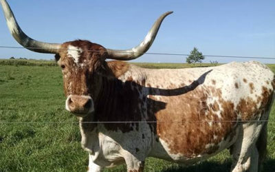 Texas Longhorn Saves a Little Bull