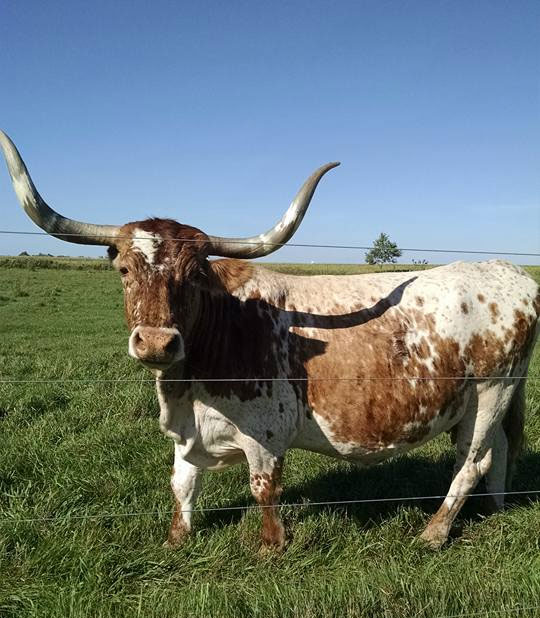 Texas Longhorn Saves a Little Bull