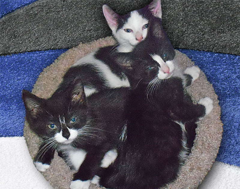 A Senior Citizen Gives Love and Service to Kittens