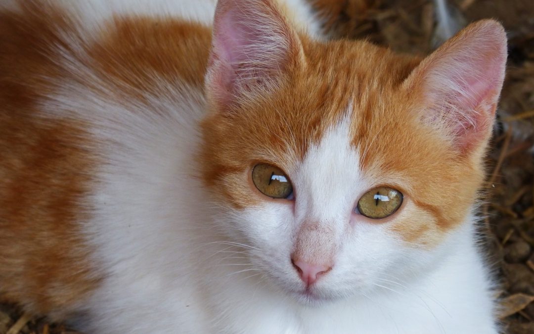 Heart Messages from a Rescued Cat