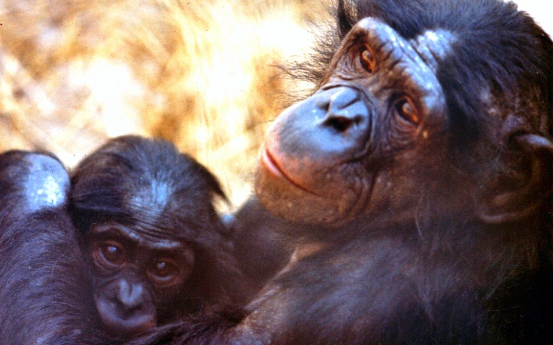 Who Knew? Chimps Sing “HU.”