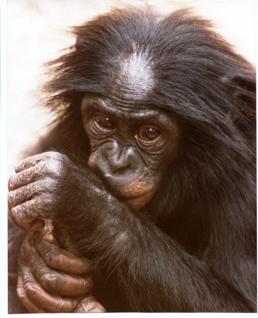 Who Knew? Chimps Sing 