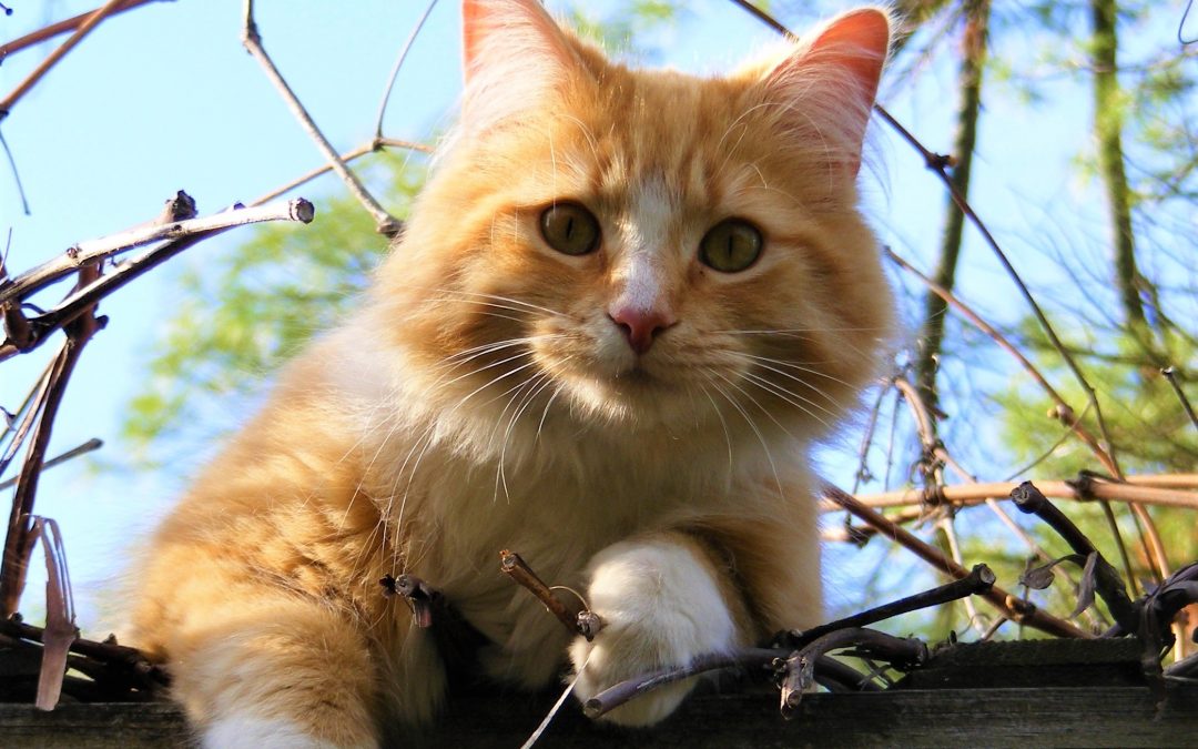 The Cat Who Saved a Bird