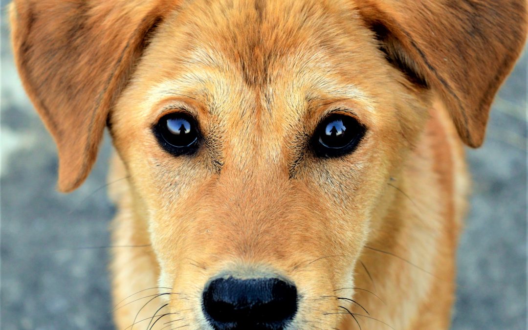 Listening to a Dog in an African Forest