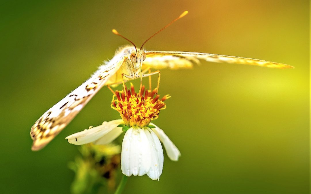 Rose and the Golden Moth