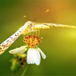 Rose and the Golden Moth