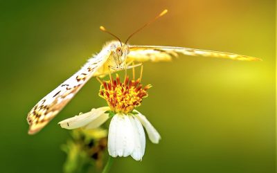 Rose and the Golden Moth