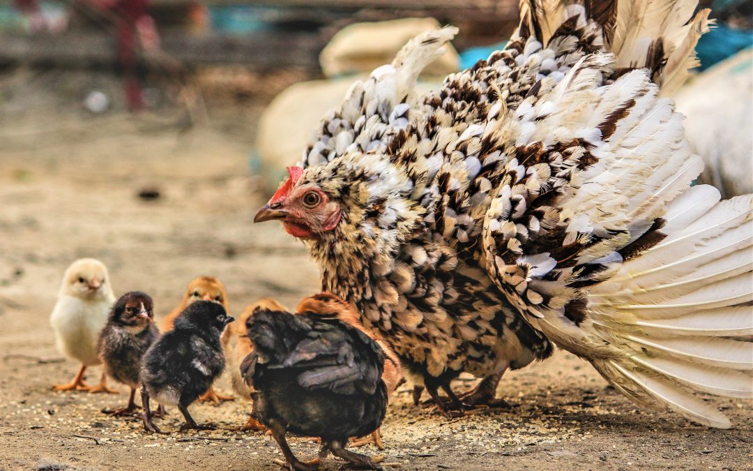 A Little Hen Saves Her Chicks