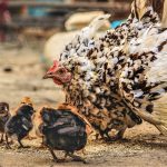 A Little Hen Saves Her Chicks