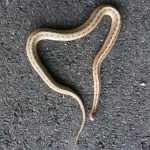 A Gift from a Snake
