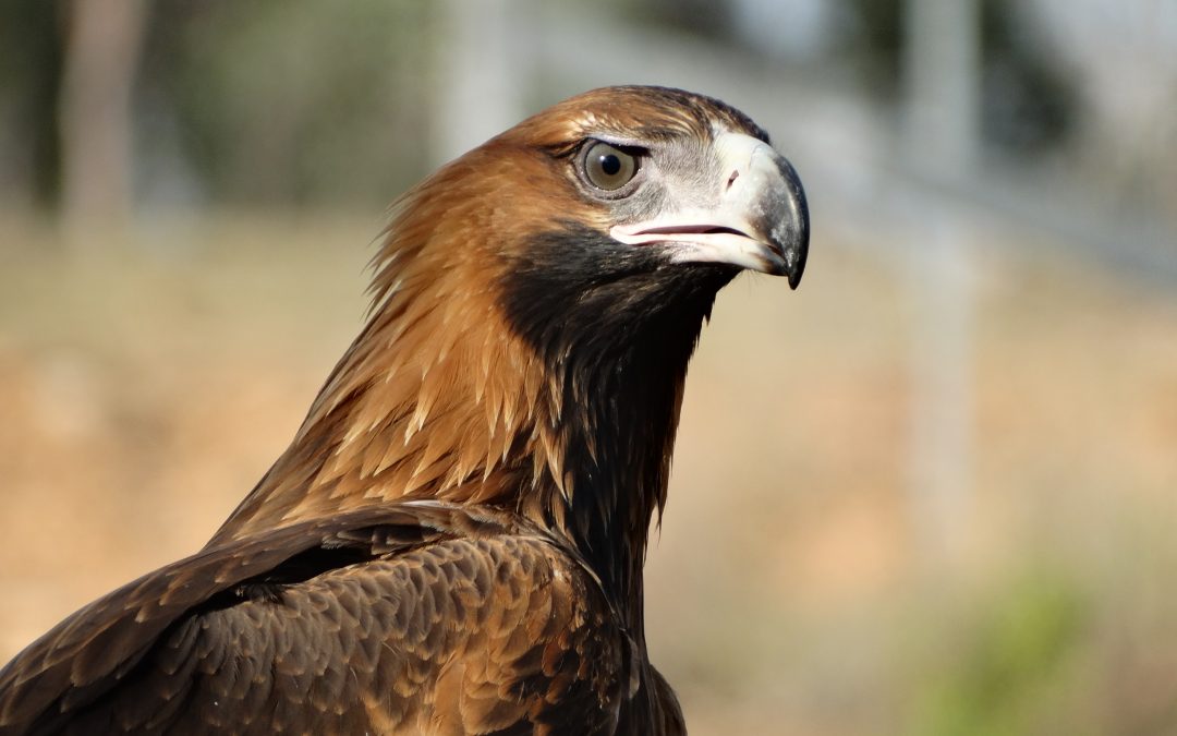 Free as a Wedge-Tailed Eagle
