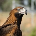 Free as a Wedge-Tailed Eagle