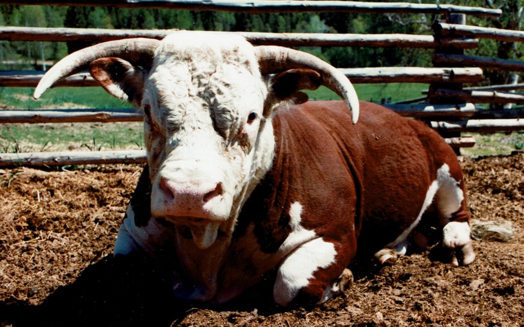 Cows See ECK Masters