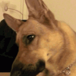 A German Shepherd Responds to the Sound of Soul