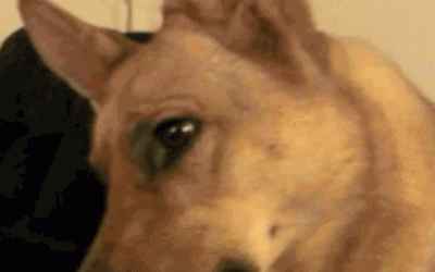 A German Shepherd Responds to the Sound of Soul