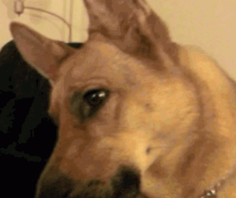 A German Shepherd Responds to the Sound of Soul