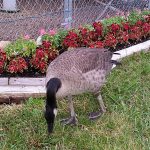 Spiritual Communication with a Goose