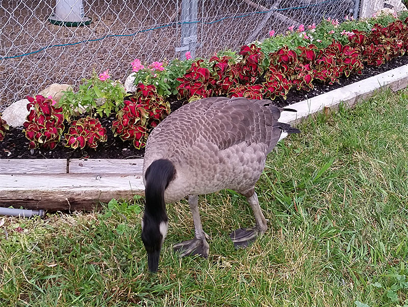 Spiritual Communication with a Goose