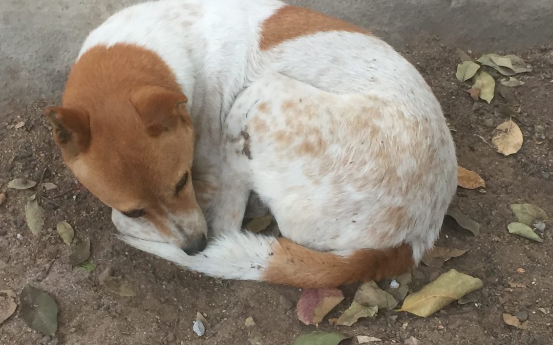 A Street Dog Teaches Spiritual Lessons