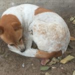 A Street Dog Teaches Spiritual Lessons