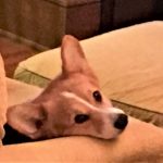 A Corgi Returns To Love Again