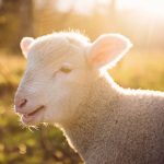 What Is a Lamb's Life Purpose?