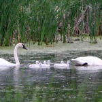 A Swan Family