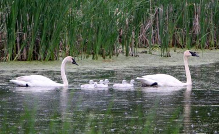 A Swan Family